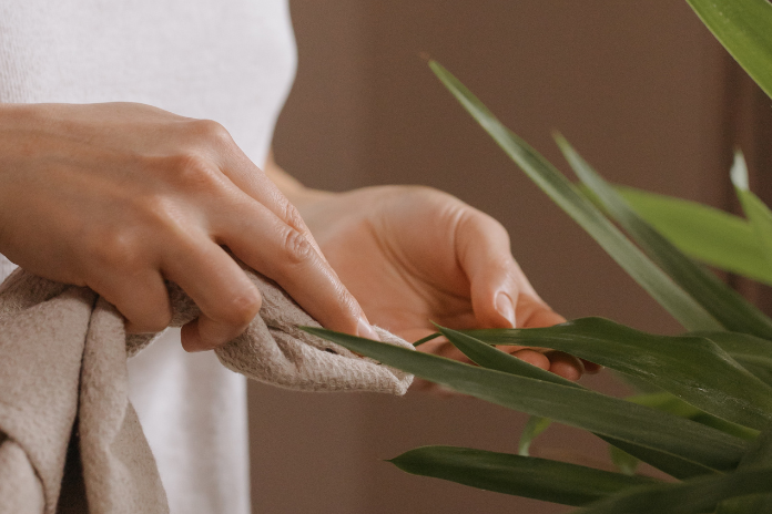 cleaning houseplant leaves